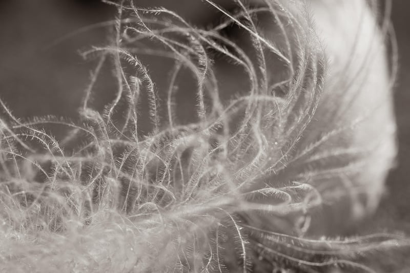 Native American Feathers